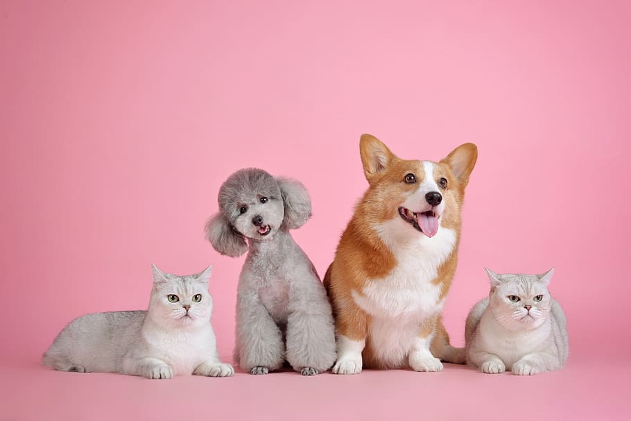 Pets Care